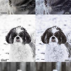 CreativeMarket Snow Pet Lightroom Presets 6729455 Free Download