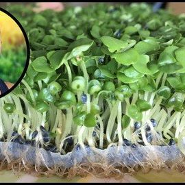 The Sprouting Kraut | Grow Your Own Food at Home: Sprouts Free Download