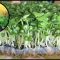 The Sprouting Kraut | Grow Your Own Food at Home: Sprouts Free Download