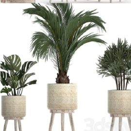 Plant Collection 427. Rapis, monstera, indoor plants, Scandinavian style, eco design, natural materials, Raphis Palm Free Download