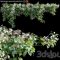 Hydrangea anomala petiolaris Climbing Hydrangea 01 Free Download