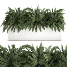 Plant collection 673. flower bed fern outdoor flowerpot pot white flowerpot Scandinavian style street Free Download