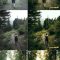 ARTA Forest Green Presets for Lightroom Free Download