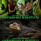 Artstation Satine Zillah Amphibians & Reptiles Photo Reference Pack For Artists 197 JPEGs Free Download