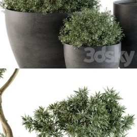 Outdoor Plants Tree in pot Set 90 Free Download