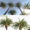 Phoenix Dactylifera True Date Palm (3D Model) Free Download