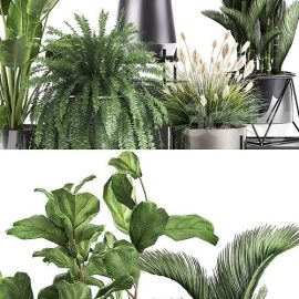 Plant collection 996 Free Download