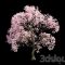 Sakura 9 Free Download