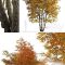 Set of Silver maple Tree (Creek maple) (2 Trees) Free Download