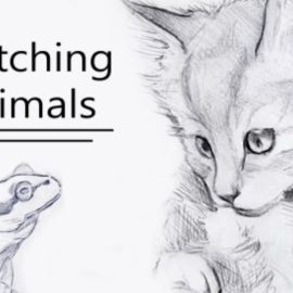 Sketching Animal Portraits – 5 Exercises to Help you ‘See Like an Artist’