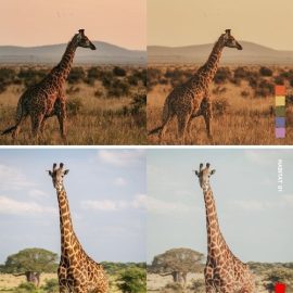 25 Safari Lightroom Presets and LUTs Free Download