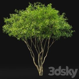 Amelanchier Free Download