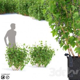 Currant bushes Free Download