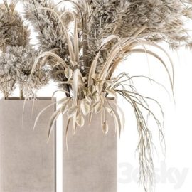 Dry plants 39 Dried Plant Pampas Free Download