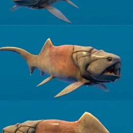 Dunkleosteus Terrelli 3D Model Free Download