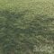 Grass for landscape 11 Free Download