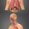 Human Respiratory system review 3D Model Free Download