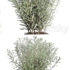 INTERIOR OLIVE TREE PACK 66 Free Download