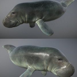 Manatee 3D Model Free Download