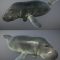 Manatee 3D Model Free Download