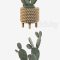 Plants collection 038 Opuntia microdasys 03 Free Download