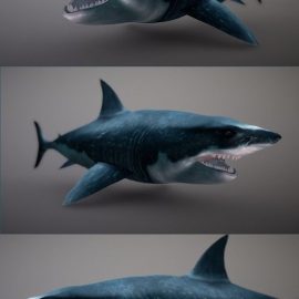 Shark 3D Model Free Download