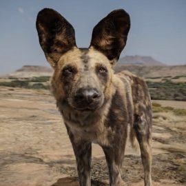 Udemy Realistic Animal Creation in Blender Free Download