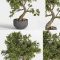 plant bonsai 01 Free Download