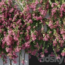 Bougainvillea 02 Free Download