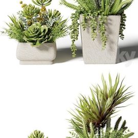 Bouquets of succulents in square pots Free Download