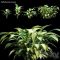 Dieffenbachia amoena Free Download