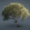 Game-Ready Beech Tree 3D Model Free Download