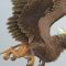 Griffin 3D Model Free Download