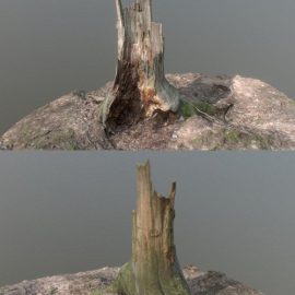 Irregular tree stump 3D Model Free Download