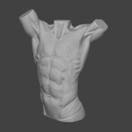 Male torso anatomy Free Download