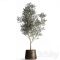 Olive trees 968. olive tree metal pot landscaping indoor plants rust outdoor Free Download