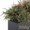 Outdoor Plant Set 166 Plant Box Bush Free Download