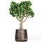 Plant collection Crassula 930. money tree fat woman metal flowerpot rust industrial style Free Download