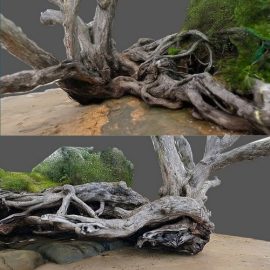 Pohutukawa tree at Red Beach 3D Model Free Download