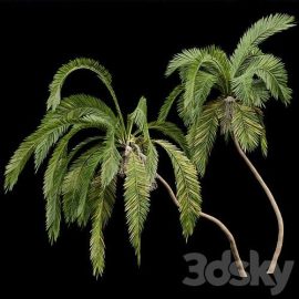 Queen Palm 4 Trees Syagrus Romanzoffiana Free Download