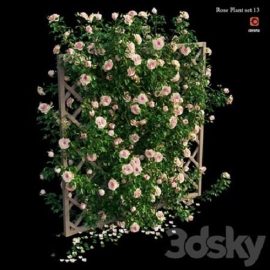 Rose plant set 13 Free Download