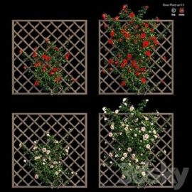 Rose plant set 15 Free Download