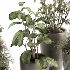 indoor Plant Set 264 Plant Set in pot Free Download