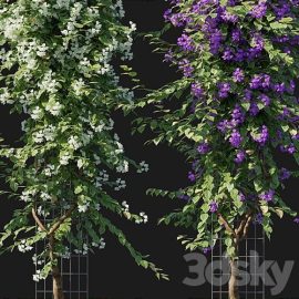 Bougainvillea 09 Free Download