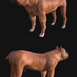 Boxer Dog 3D Model Free Download