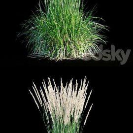 Feather reed grass Free Download