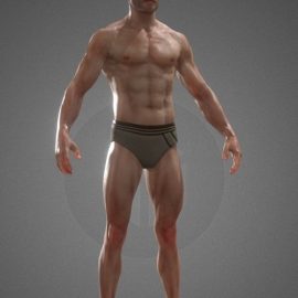 Male Anatomy 3d model Free Download