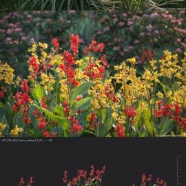 Maxtree – Plant Models Vol. 33 NEW Free Download