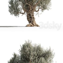 Olive tree 1 Free Download