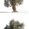 Olive tree 1 Free Download